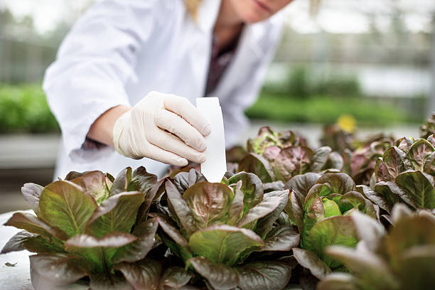 istock Scientist inspecting plants at garden center 637078590
