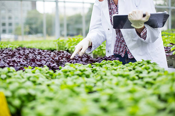 istock Scientist inspecting seedlings in garden center 637078718