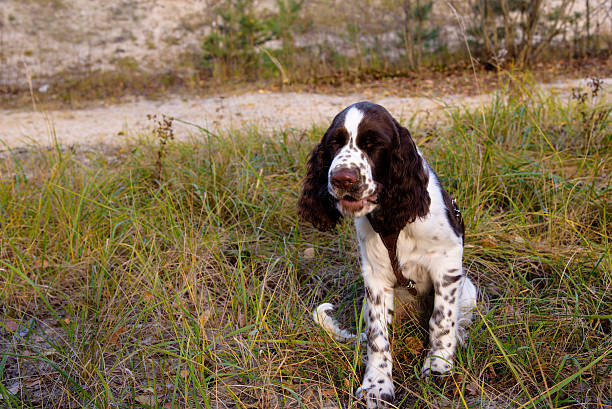 istock Cute Puppy English Springer Spaniel on the nature 637079080