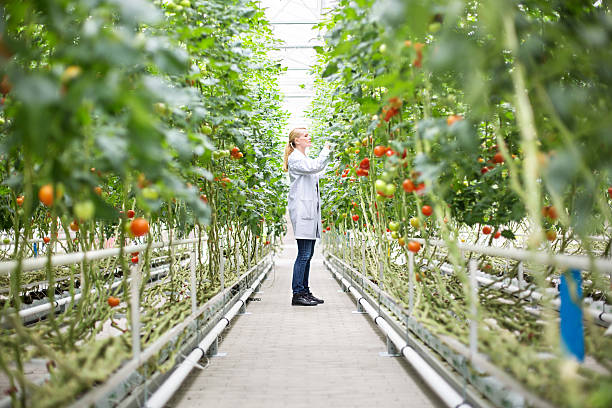 wissenschaftler inspiziert tomaten im gewächshaus - greenhouse stock-fotos und bilder