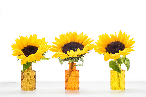 Three sunflowers in glass vases isolated on white