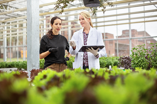 Female farm worker discussing with scientist in greenhouse while examining plants