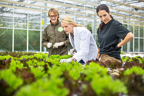istock Scientist with workers examining plants in greenhouse 637081342