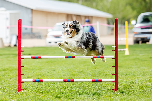 Dog in an agility competition Dog in an agility competition set up in a green grassy park dog agility photos stock pictures, royalty-free photos & images