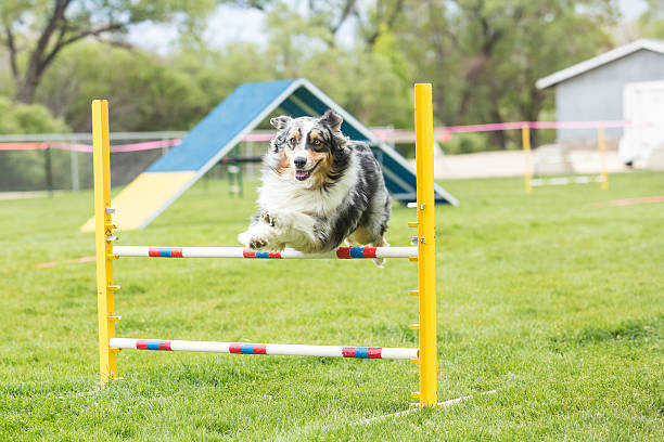 istock Dog in an agility competition 637081522