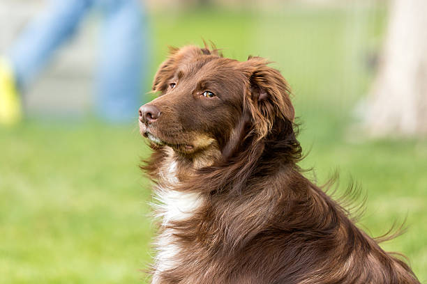 istock Dog sitting in a grassy green park 637081864