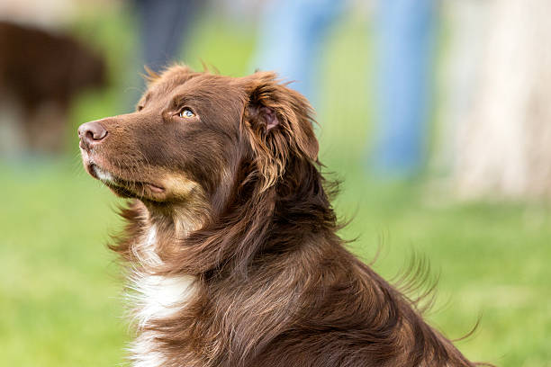istock Dog sitting in a grassy green park 637081888