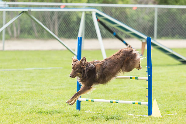 istock Dog in an agility competition 637082576