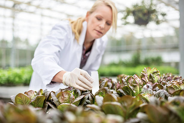 istock Scientists doing research in greenhouse farm 637082818