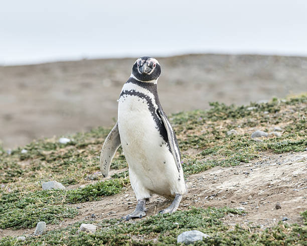 istock Magellanic penguin, Patagonia, Chile, South America 637082996