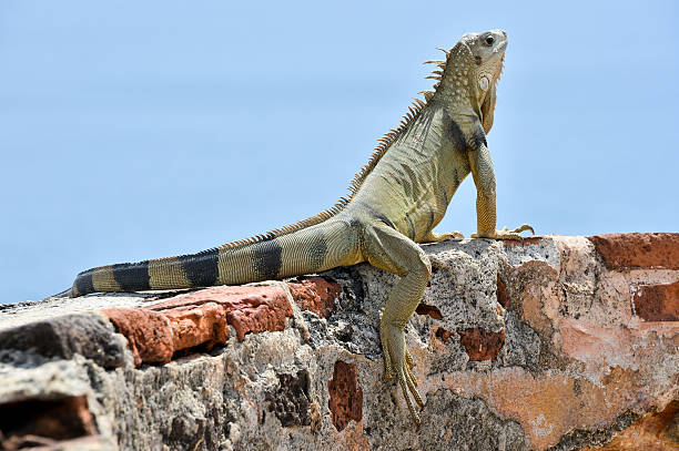 istock Orange lizard on rock in the natural habitat 637083076