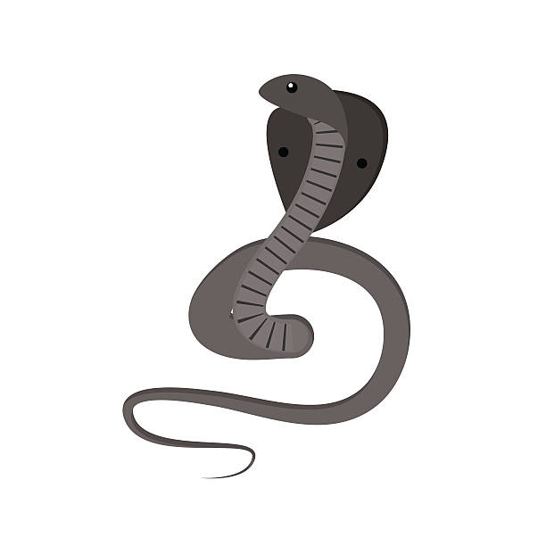 illustrazioni stock, clip art, cartoni animati e icone di tendenza di serpente cobra vettoriale - snake cobra egyptian cobra poisonous organism