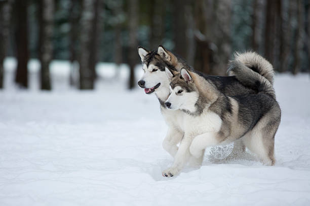 two Alaskan Malamute in the Park two Alaskan Malamute in the Park malamute stock pictures, royalty-free photos & images