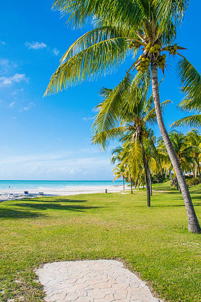 istock Path to the Beautiful Beaches of Cuba 637084452