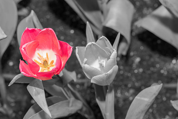 istock Beautiful tulips on black and white in different color concept. 637085042