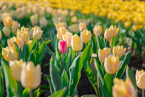 istock red flowering tulip differs from the many yellow blooming tulips 637085270