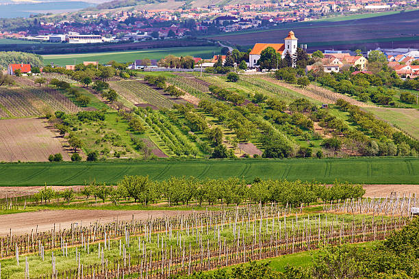 istock Spring landscape with green vineyards and town at background. Gr 637085416