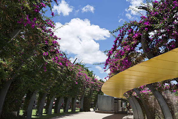 Brisbane, Australia – December 28, 2016: The Arbour consists of 443 curling steel columns covered in bouganvilleas which flower throughout the year.