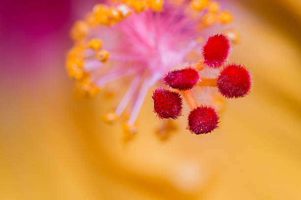 istock Hibiscus flower showing pollen details close up. 637086164