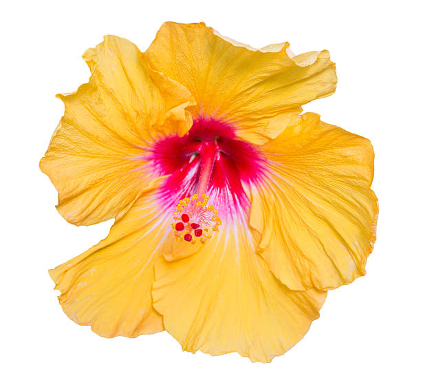 Yellow flower