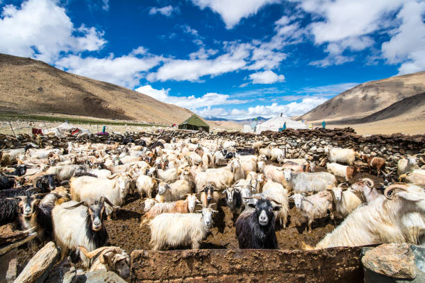 Herd of Cashmere (Pashmina) goats in Changthang, Ladakh A herd of Cashmere (Pashmina) goats next to the tents of the owners. The Goats belong to a family of  Changpa, nomadic Tibetan people. They are living in 4.600 meters above sea level. These people are making their living in producing Pashmina, a very fine type of cashmere wool which comes from Cashmere goats. Location: Ladakhi part of the Changthang Plateau (literally: northern plains) in Jammu and Kashmir in northern India. cashmere stock pictures, royalty-free photos & images