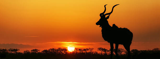 sudafrica tramonto kudu silhouette - kruger national park sunrise south africa africa foto e immagini stock