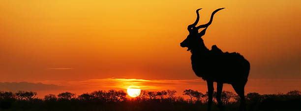 남아프리카 선셋 쿠두 실루엣 - kruger national park sunrise south africa africa 뉴스 사진 이미지