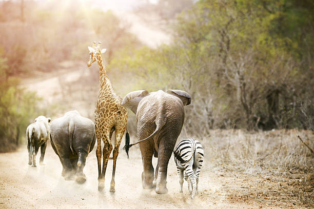 Africa Safari Animals Walking Down Path Group of unlikely South African safari animal friends walking away down a path together in Kruger National Park at sunrise. african wildlife stock pictures, royalty-free photos & images