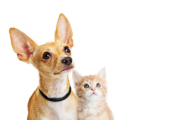 istock Puppy and kitten closeup looking up 637086476