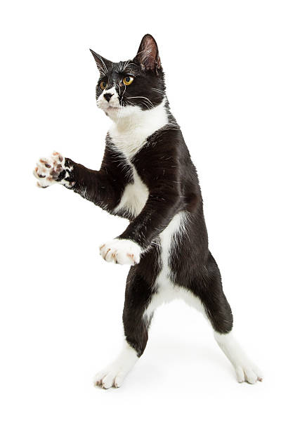 istock Playful Tuxedo Cat Standing Paws Up 637086492