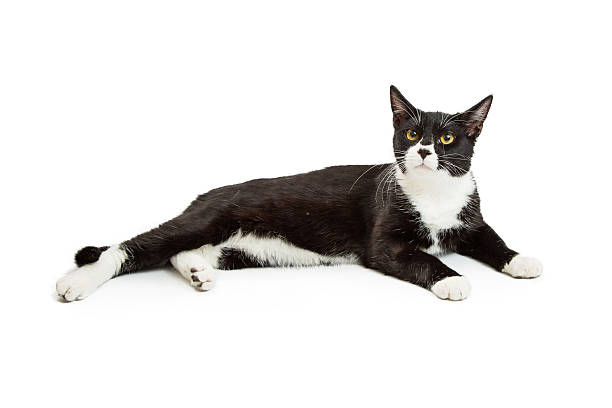 Black and White Tuxedo Cat Lying Down Beautiful black and white tuxedo cat lying down over white studio background tuxedo cat stock pictures, royalty-free photos & images