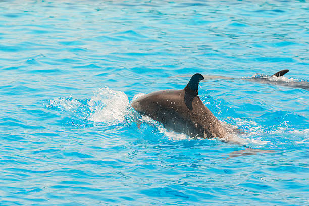 istock bottlenose dolphins swimming in the pool 637089266