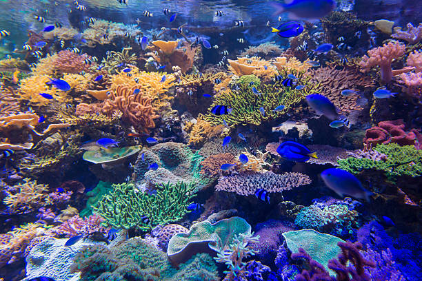 istock Beautiful coral in underwater with colorful fish. 637090424