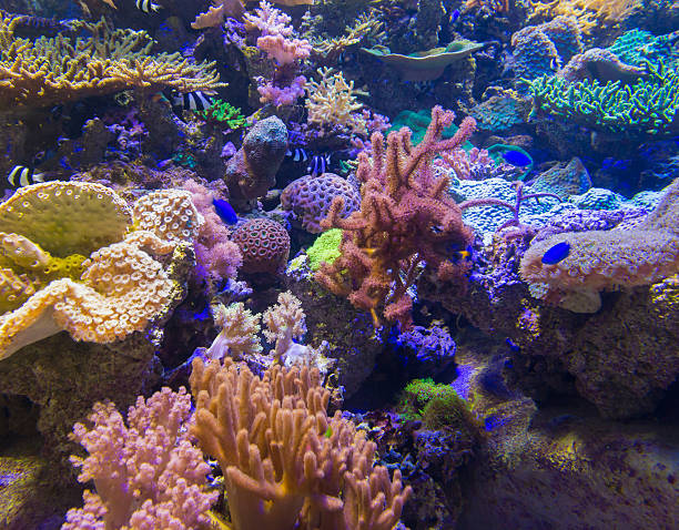 istock Beautiful coral in underwater with colorful fish. 637090470