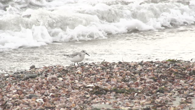 Bird Picking Through Shells on beach