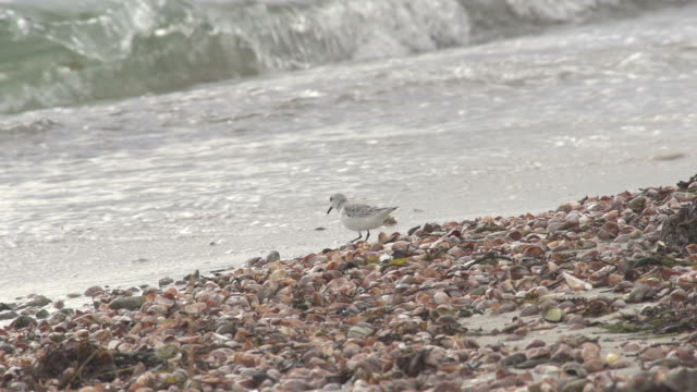 Bird Walking on Shells on Beach