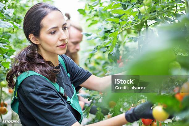 Workers Harvesting Tomatoes In Greenhouse Stock Photo - Download Image Now - Biology, Agriculture, Farmer