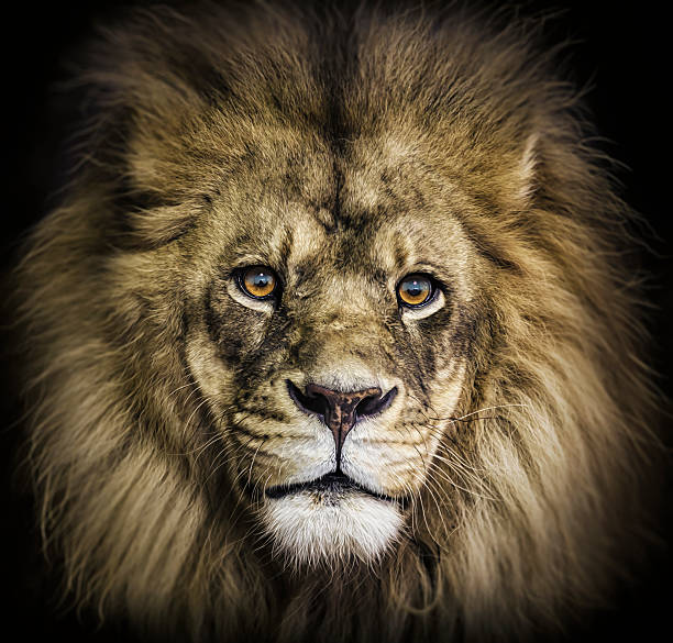 Portrait of a beautiful adult male lion on a black background.