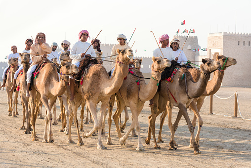 Riding camels before the racing cup with traditional bedouins tent in the background, Al Ula, Saudi Arabia