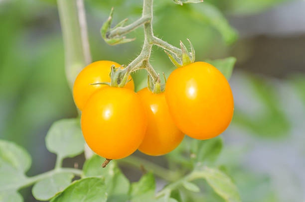 istock tomato plant in the vegetable garden 637094110