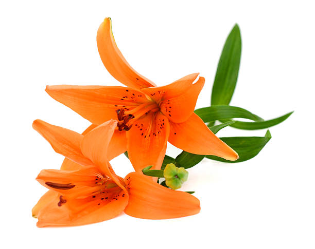 istock Orange yellow tiger lily isolated on white background 637095700