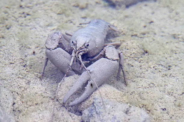 Photo of Crayfish with camouflage