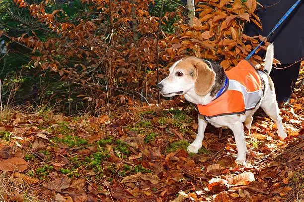 Older beagle wears a safety vest in autumn to stay safe during hunting season.