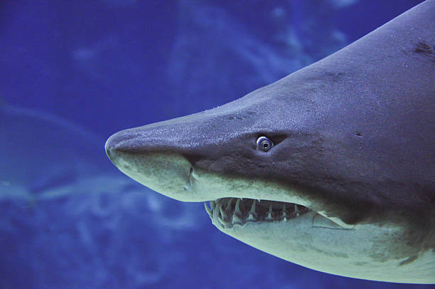 tubarão-tigre de areia (carcharias taurus) close-up retrato - sand tiger shark - fotografias e filmes do acervo