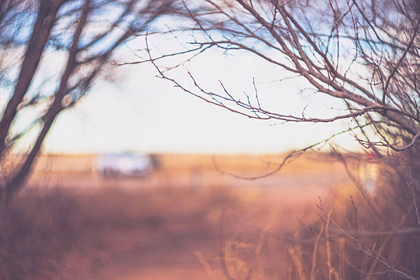 Soft painterly background scenic. Trees and rural footpath