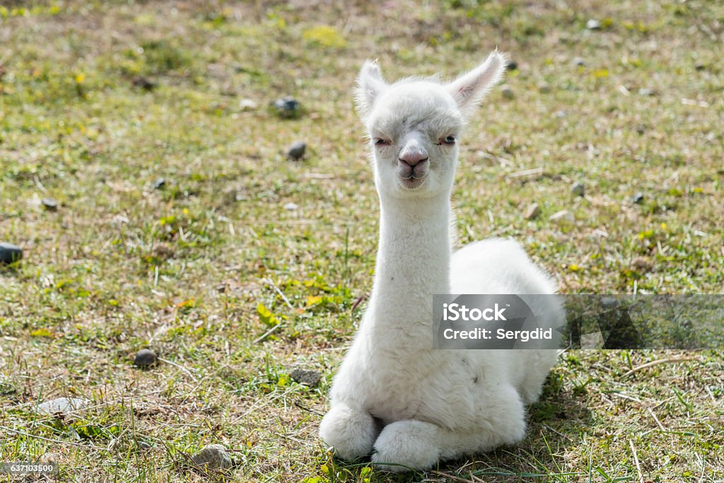Full White Llama Baby In Chile Stock Photo - Download Image Now - Llama - Animal, Humor, Alpaca - iStock Full White Llama Baby In Chile Stock Photo - Download Image Now - Llama - Animal, Humor, Alpaca - iStock