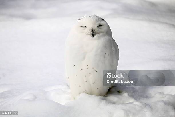 Smiley Schneeeule Stockfoto und mehr Bilder von Eule - Eule, Schnee, Schnee-Eule