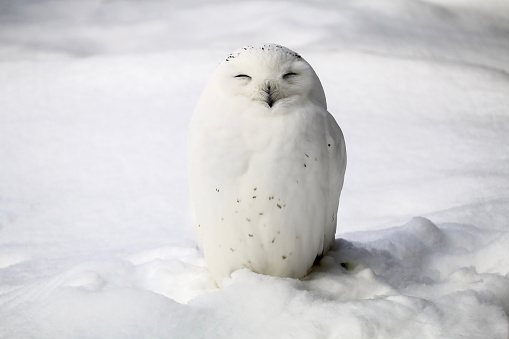 Smiley snowy owl.