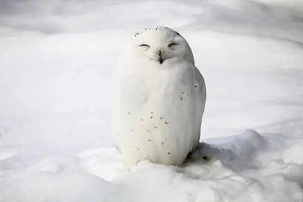 Photo of Smiley snowy owl