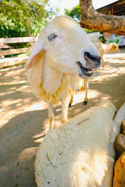 istock Sheep in nature on  FARM outdoor. 637105600